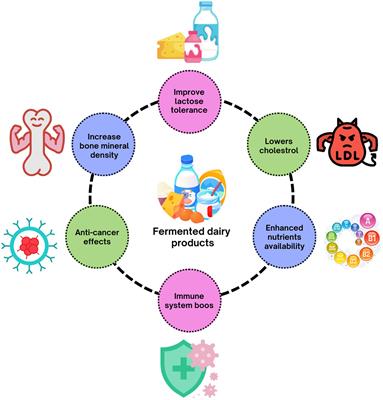 Therapeutic potential of popular fermented dairy products and its benefits on human health